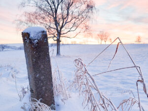 Fence post in winter landscape, tree in the background