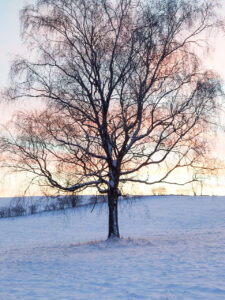 January Reflections: The Beauty of Rest and New Beginnings ...