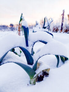 Hardy leek in the garden, covered in snow