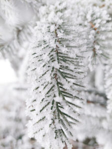 Ice-covered fir branch
