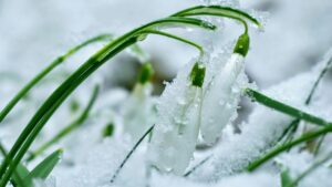 Snowdrops, covered in ice