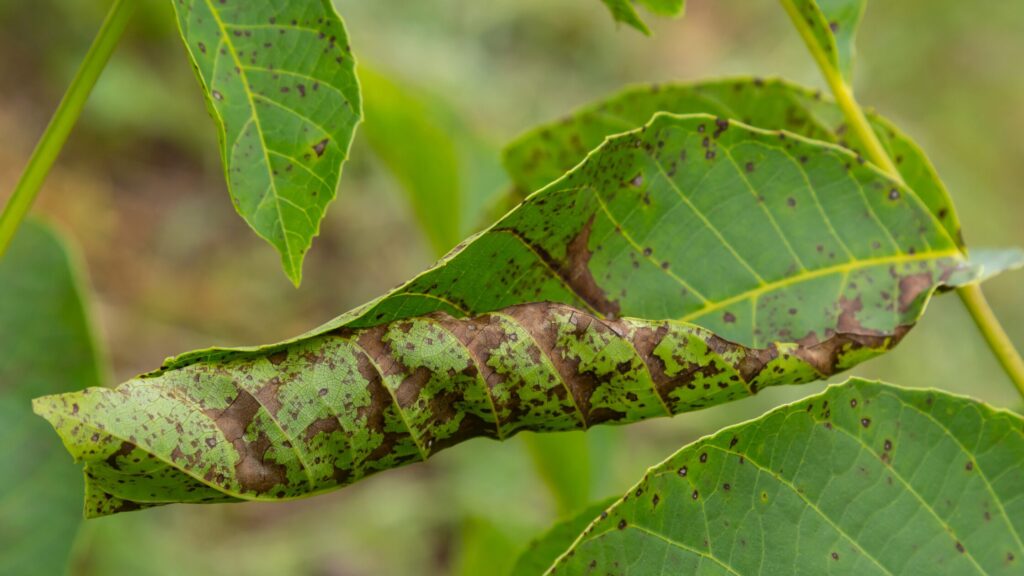 Anthracnose on leaf