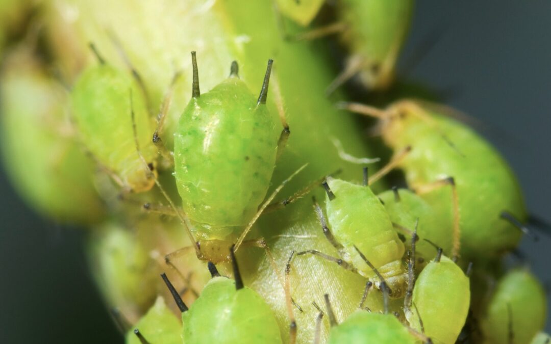 Pests on pepper plants: aphids on a stem