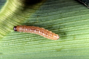 Corn borer on a plant