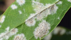 White mycelium on leaf's underside, a typical sign for downy mildew