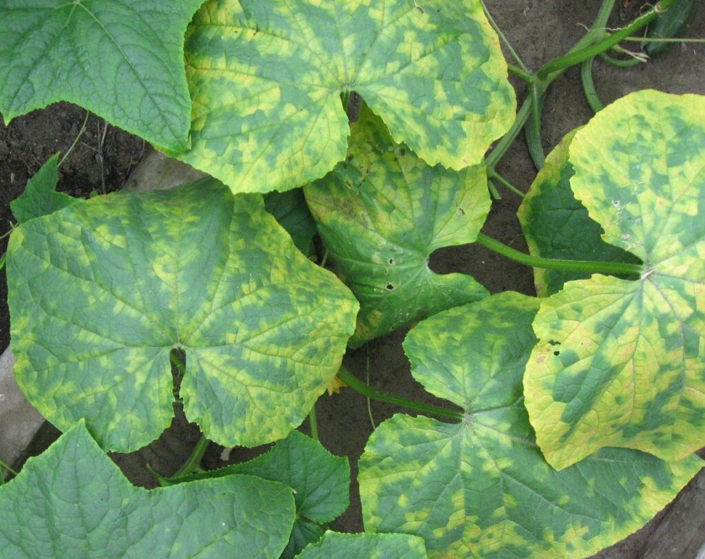 typical mosaic pattern on leaves infected with mosaic virus