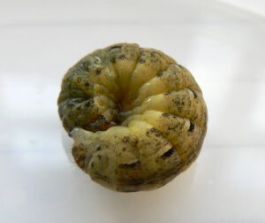 Caterpillar of a cutworm