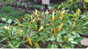Plant with yellow and orange pointed chillies