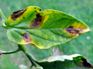 Brown spots with black edges on leaf. Source: By Jerzy Opioła - Own work, CC BY-SA 4.0, https://commons.wikimedia.org/w/index.php?curid=61514770
