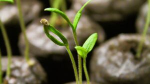 Seedlings growing in jiffy pots