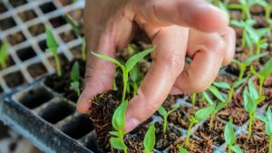 Thinning pepper seedlings