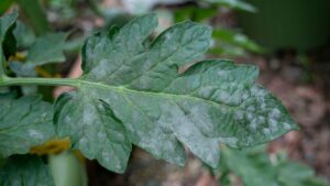 Typical white spots on a leaf, indicating powdery mildew