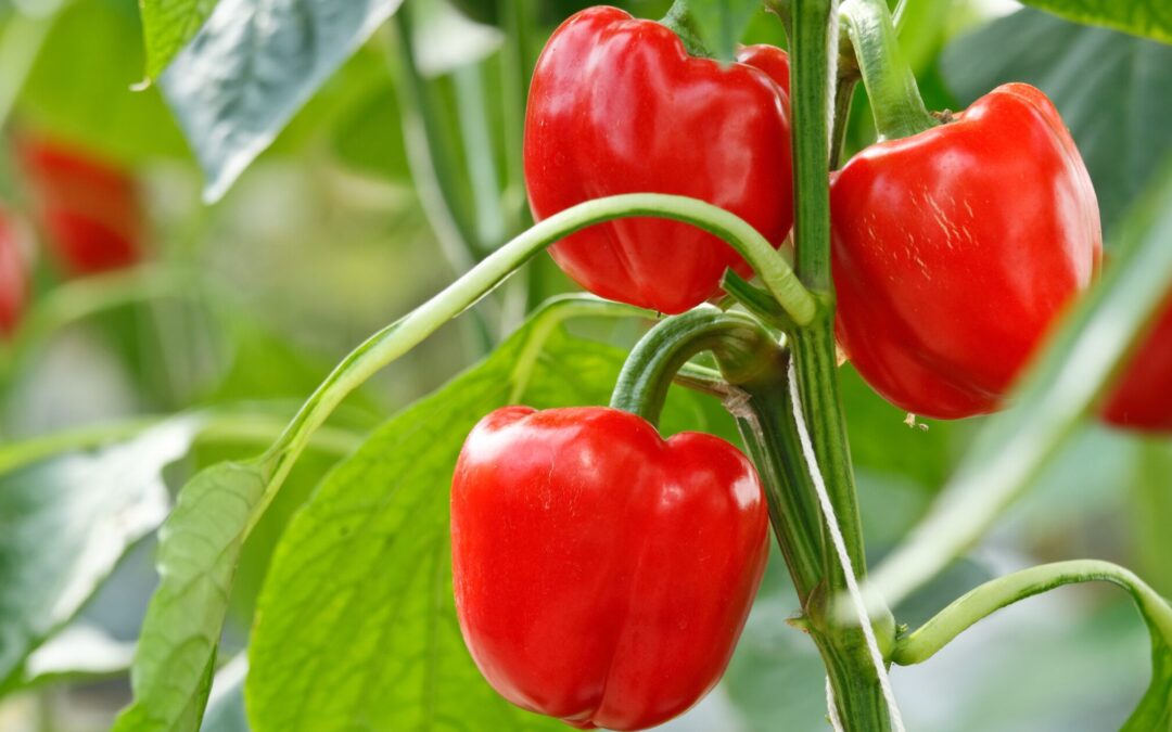 Healthy red bell peppers on plant