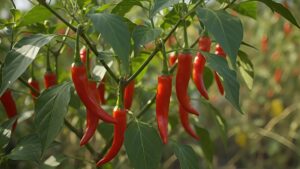 Chilli plant with pointed red fruits