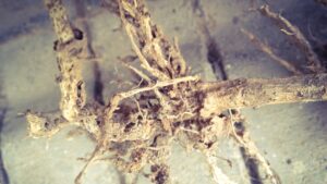 Roots, rotted away due to disease