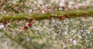 A colony of red spiders on the underside of a leaf