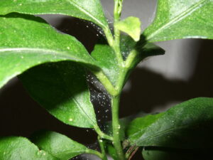 spider mites on a plant with typical netting