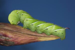 Plant pests: Hornworm on the tip of a blossom