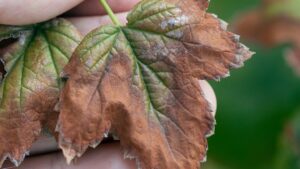 Leaf with brown edges, infected with verticillium wilt