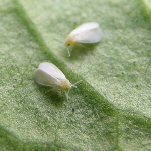 Two whiteflies on a leaf's underside