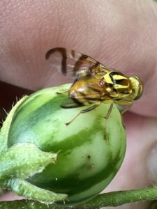 Pepper maggot moth on a green fruit