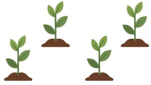 Planting peppers diagonally