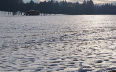 February Reflections: Finding Peace in Winter’s Final Stretch