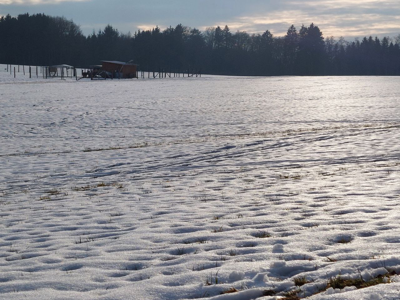 February winter scene: A meadow in winter