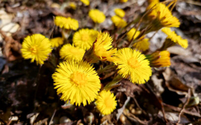 March Reflections: The Season of Transition