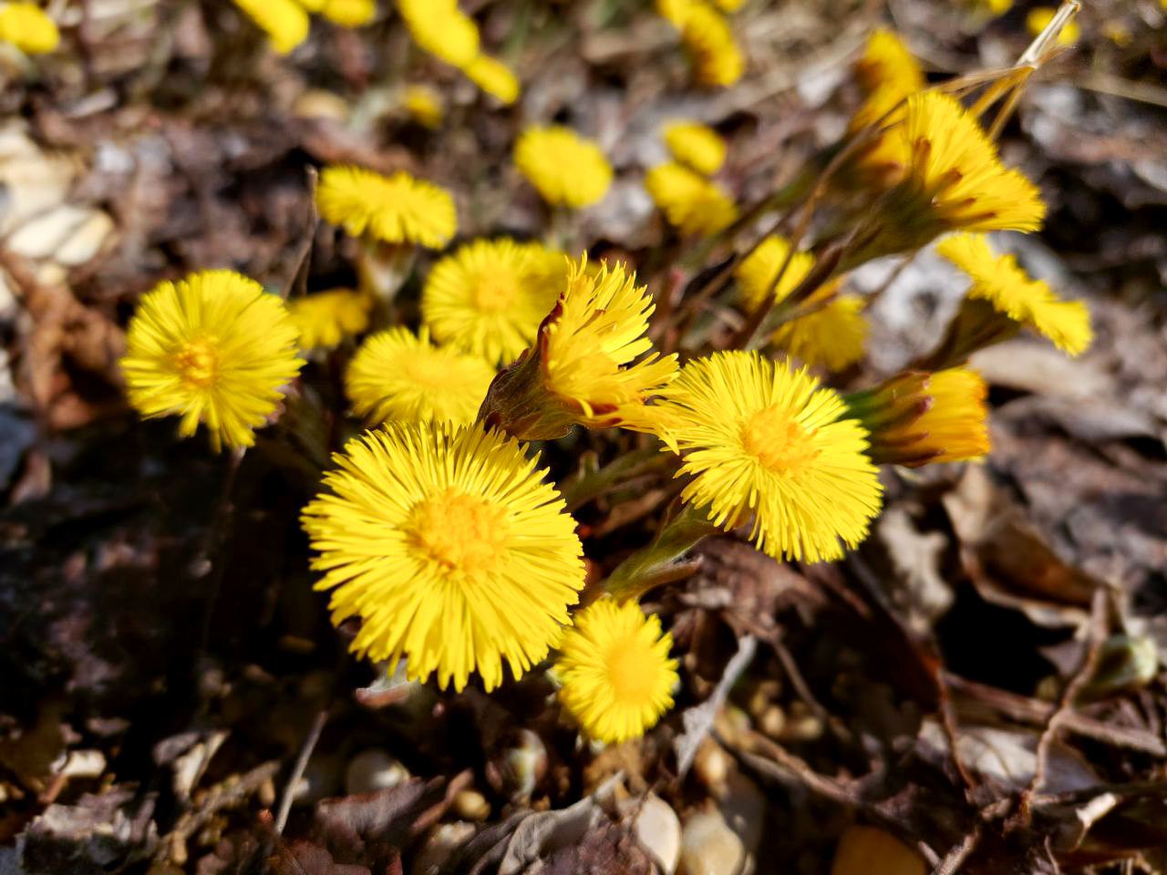 March flowers: coltsfoots