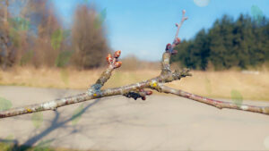 Swelled buds on a tree branch