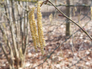 Blooming hazelnut branch