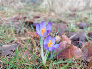 Two crocus flowers amidst a bed of still brownish grass and dead leaves