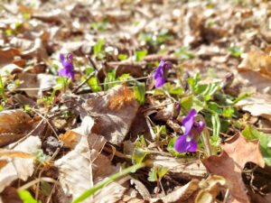 Violets pushing through the early March soil