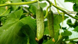 Cucumber hanging on the plant in a greenhouse