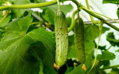 How to Grow Cucumbers: The Complete Growing Guide (Seed to Harvest)