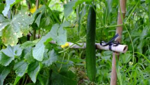 Cucumber plant