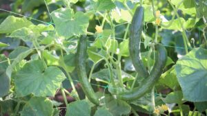 Three healthy snake cucumbers on a plant