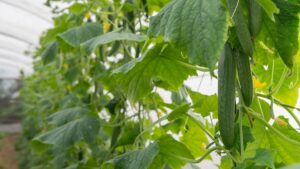 healthy cucumber plants in the greenhouse