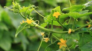 Cucumber vines