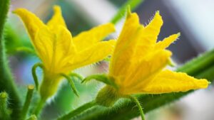 Female cucumber flowers