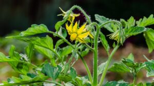 Male cucumber flowers