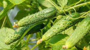 Four healthy cucumbers on the plant