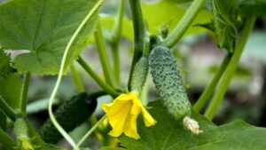 Pickling cucumber ready to be harvested, a not yet ripe cucumber next to it