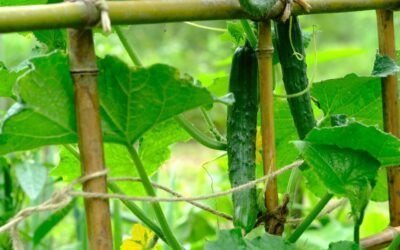 Cucumber diseases: Identification and Treatment
