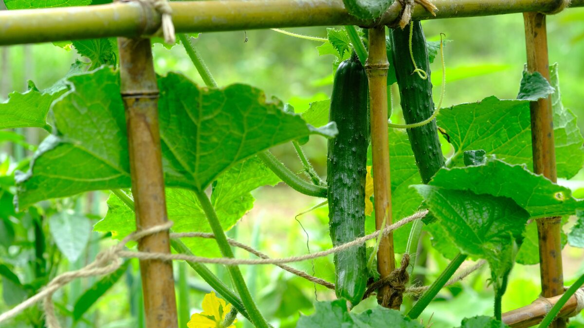 Cucumbers_trellis Cucumbers on a trellis