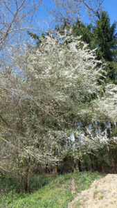 Blooming hawthorn in spring
