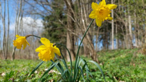 Three daffodils blooming at the edge of the woods
