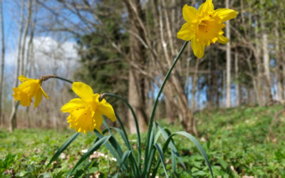 April Reflections: Learning From Spring’s Unpredictability