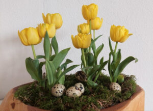 Mini tulips in a wooden bowl, decorated with quail eggs